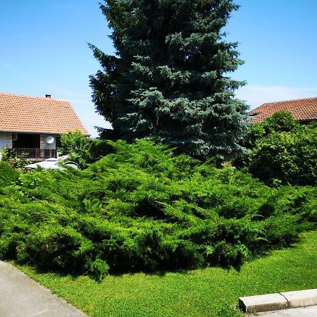 Apartment Dedine Golubac Dış mekan fotoğraf